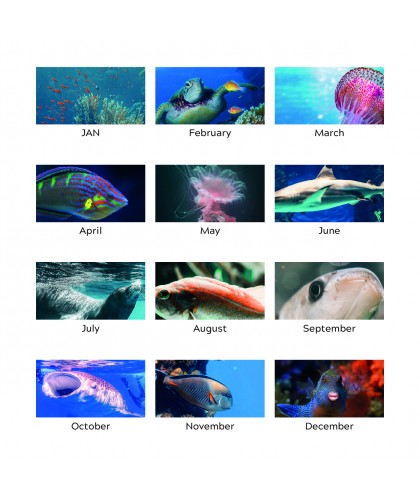 Sea Life - 2023 Calendar