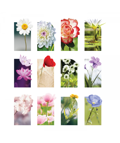 Flower - 2024 Calendar